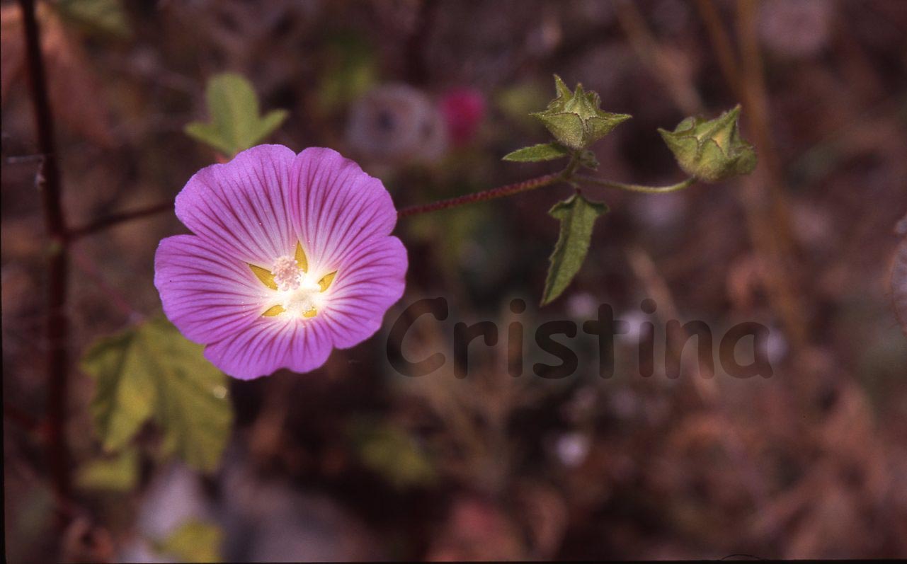 Malva punctata (=Lavatera punctata)  / Malvone punteggiato